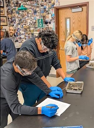 frog dissection