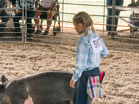 Girl with her pig in the show arena Girl with her pig in the show arena